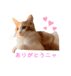 ねこのこむぎ〜日常編〜（個別スタンプ：6）