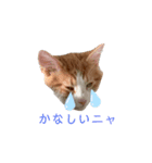 ねこのこむぎ〜日常編〜（個別スタンプ：7）