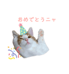 ねこのこむぎ〜日常編〜（個別スタンプ：8）