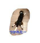 ビーグルのうなぎです。（個別スタンプ：6）