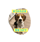 ビーグルのうなぎです。（個別スタンプ：7）