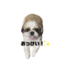 ちょこくんのすたんぷ（個別スタンプ：5）