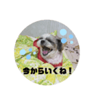 ちょこくんのすたんぷ（個別スタンプ：7）