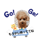 トイプー 日常に使えるスタンプ（個別スタンプ：4）