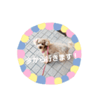トイプー 日常に使えるスタンプ（個別スタンプ：5）