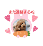 トイプー 日常に使えるスタンプ（個別スタンプ：17）