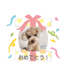 トイプー 日常に使えるスタンプ（個別スタンプ：19）