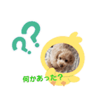 トイプー 日常に使えるスタンプ（個別スタンプ：20）