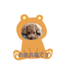 トイプー 日常に使えるスタンプ（個別スタンプ：23）
