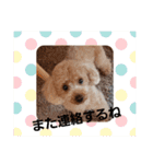 トイプー 日常に使えるスタンプ（個別スタンプ：27）