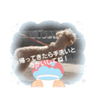 トイプー 日常に使えるスタンプ（個別スタンプ：33）