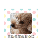 トイプー 日常に使えるスタンプ（個別スタンプ：38）