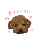 琥珀すたんぷ（個別スタンプ：1）