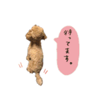琥珀すたんぷ（個別スタンプ：15）