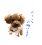 琥珀すたんぷ（個別スタンプ：23）