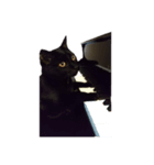 黒ねこミィ（個別スタンプ：1）