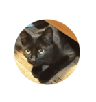 黒ねこミィ（個別スタンプ：2）