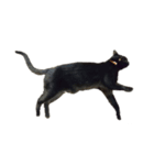 黒ねこミィ（個別スタンプ：3）