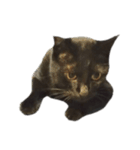 黒ねこミィ（個別スタンプ：4）