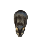 黒ねこミィ（個別スタンプ：6）