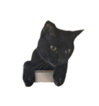 黒ねこミィ（個別スタンプ：7）