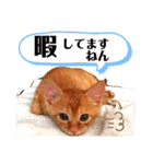 シンバとチャムとサボとショコラ（個別スタンプ：5）