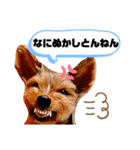 シンバとチャムとサボとショコラ（個別スタンプ：9）