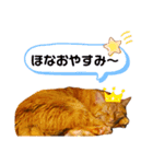 シンバとチャムとサボとショコラ（個別スタンプ：12）