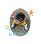 パグのジッパー（個別スタンプ：1）