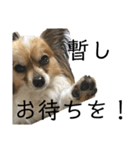 LANILANI（個別スタンプ：2）