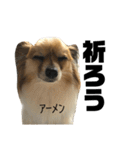 LANILANI（個別スタンプ：13）