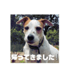 桃白白すたんぷ（個別スタンプ：7）