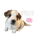 桃白白すたんぷ（個別スタンプ：11）