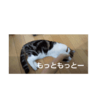 イッヌ・ネッコスタンプ（個別スタンプ：2）