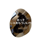 イッヌ・ネッコスタンプ（個別スタンプ：6）