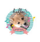 豆柴garu2（個別スタンプ：1）