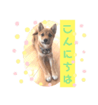 豆柴garu2（個別スタンプ：2）