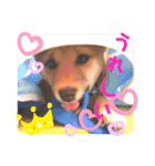 豆柴garu2（個別スタンプ：9）
