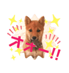 豆柴garu2（個別スタンプ：12）