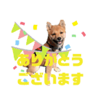 豆柴garu2（個別スタンプ：16）