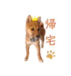 豆柴garu2（個別スタンプ：18）