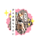 豆柴garu2（個別スタンプ：19）