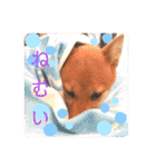 豆柴garu2（個別スタンプ：30）