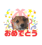 豆柴garu2（個別スタンプ：32）