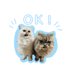 まるちゃん ねこちゃんず！（個別スタンプ：1）