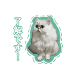 まるちゃん ねこちゃんず！（個別スタンプ：2）