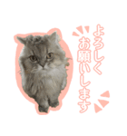 まるちゃん ねこちゃんず！（個別スタンプ：3）