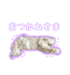 まるちゃん ねこちゃんず！（個別スタンプ：4）