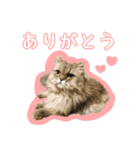 まるちゃん ねこちゃんず！（個別スタンプ：5）