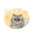 まるちゃん ねこちゃんず！（個別スタンプ：6）